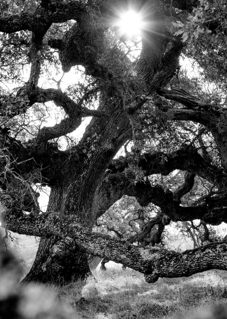 Quercus lobata