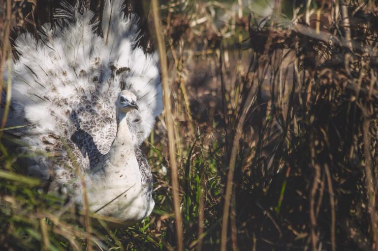 White peahen in the brush