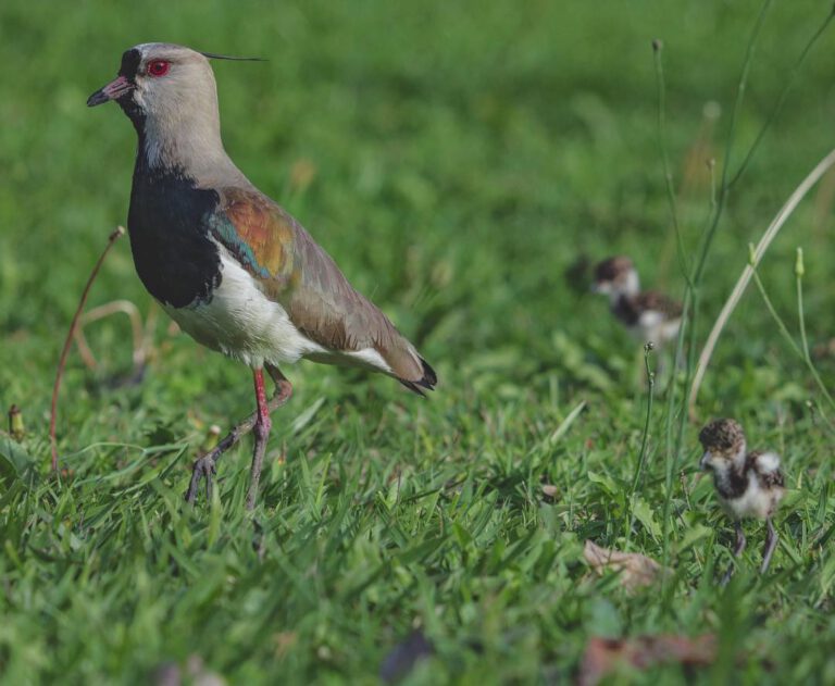 Birds of São Paulo.