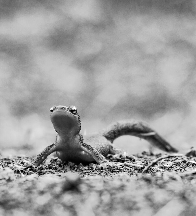 It’s newt weather