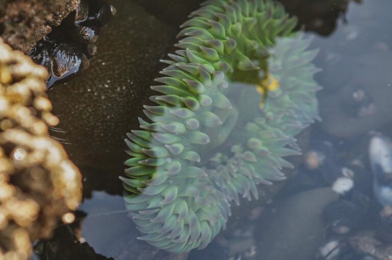Tide pools