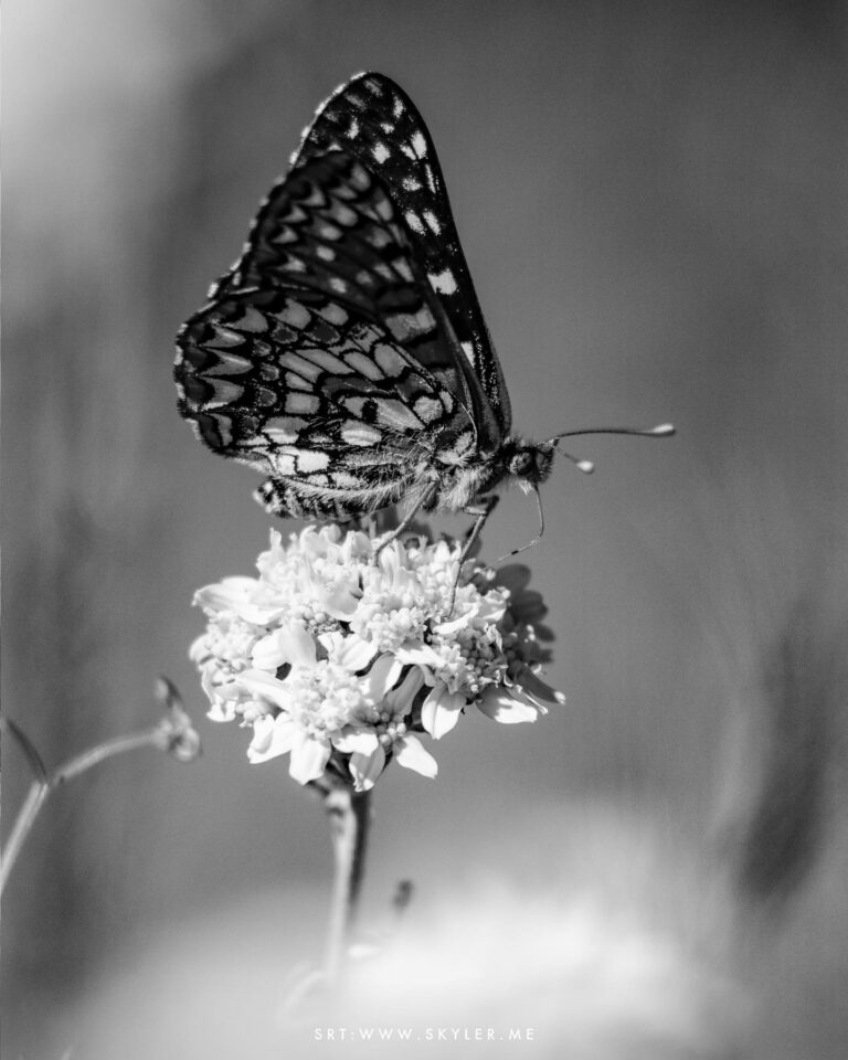 Bay Checkerspot