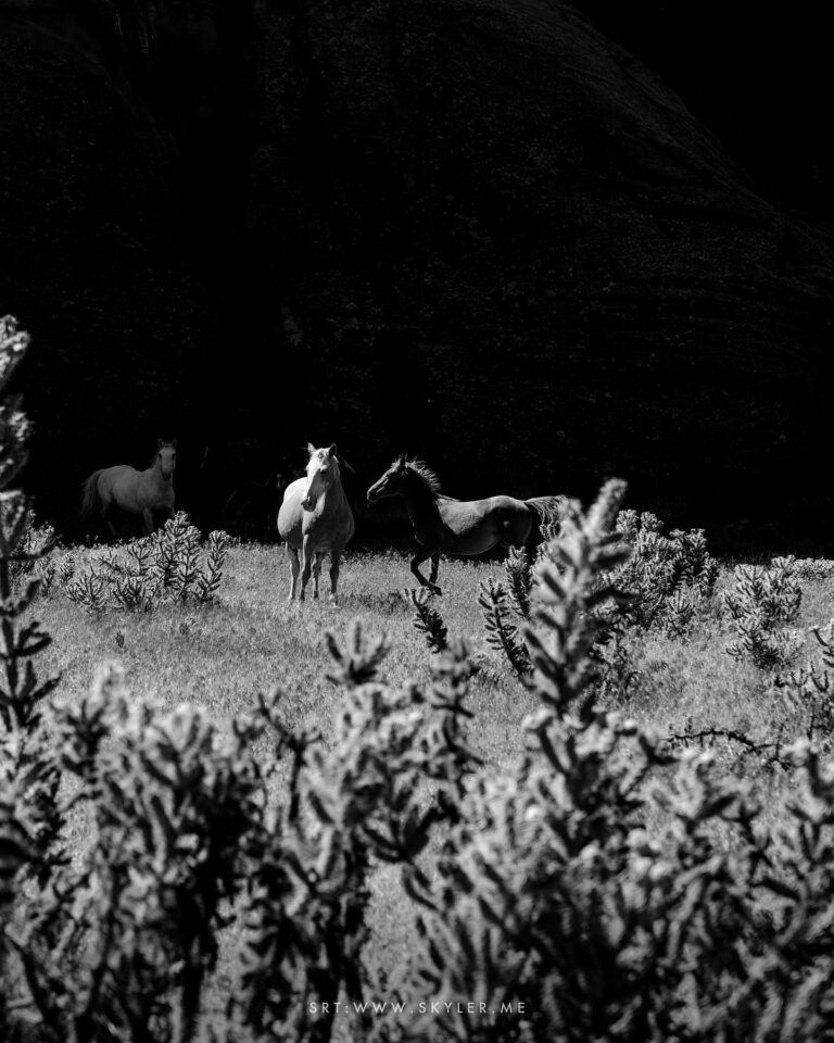 Horses in the Canyon