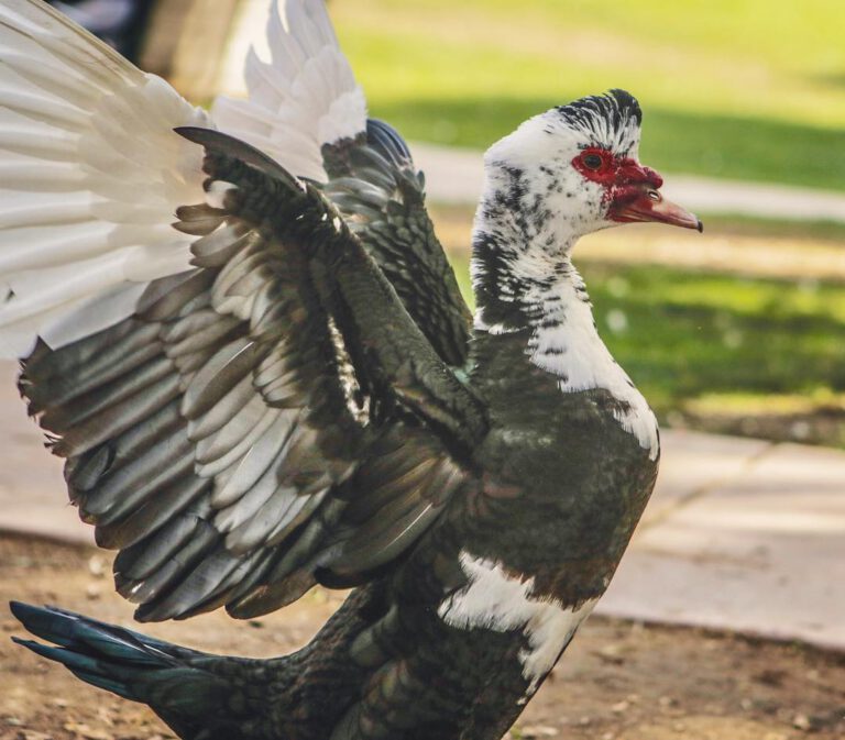 Mohawk muscovy