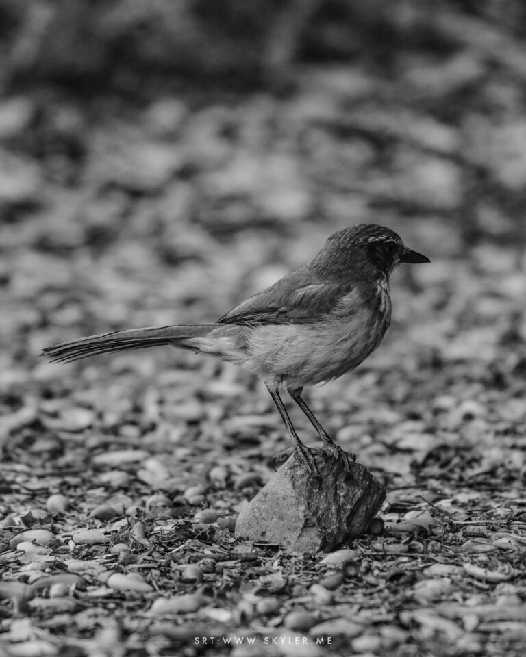 California Scrub Jay