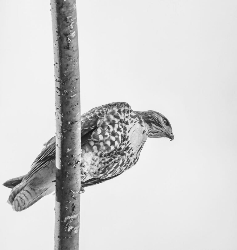 Juvenile Red Tailed Hawk