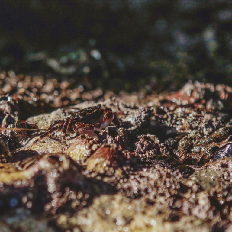 Smilin’ crab