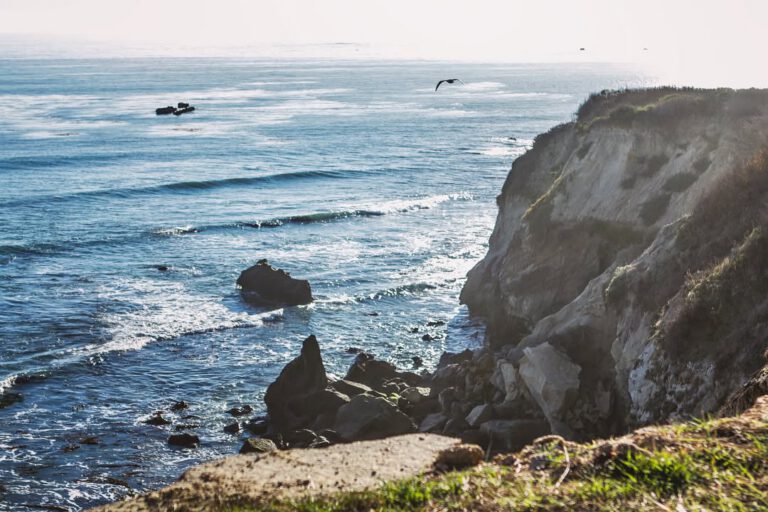 A day at Año Nuevo Coast Natural Preserve