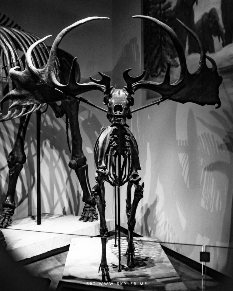 The Irish Deer