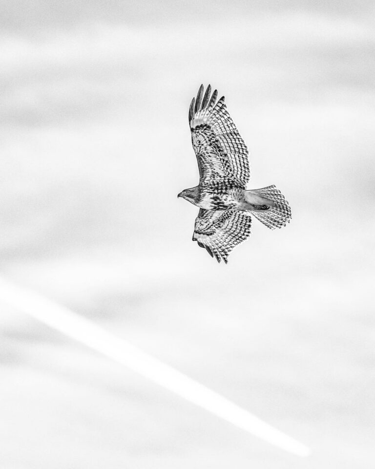 Red Tailed Hawk