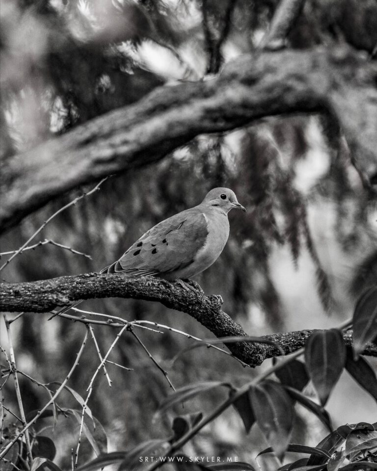 Mourning Dove