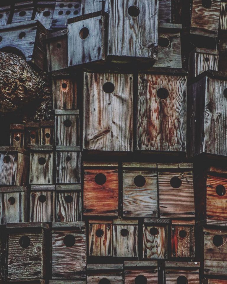 San Francisco but for birds