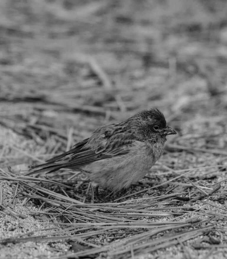 Purple Finch, fat and ready for winter in the Sierras