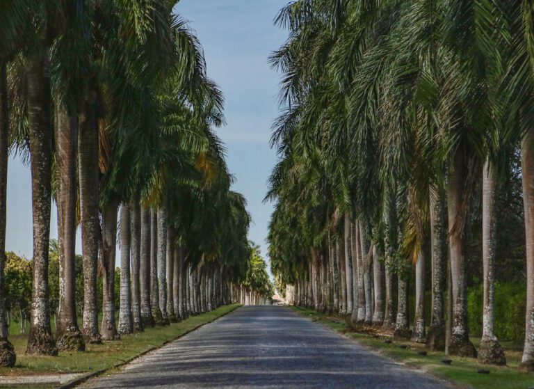 Palms for days