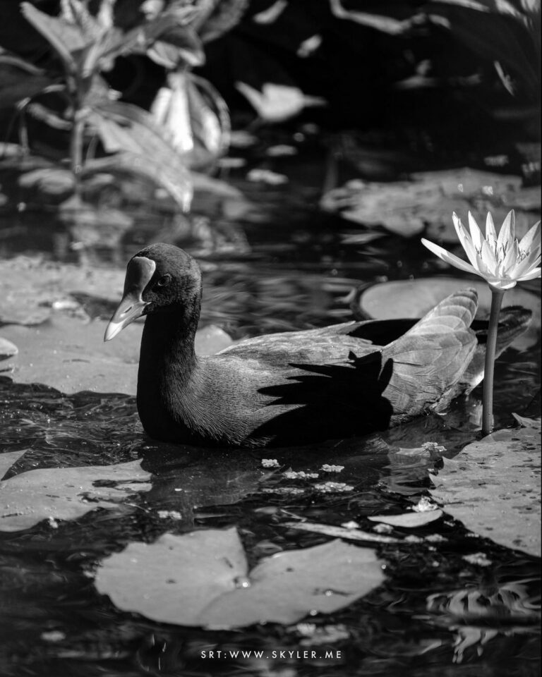 ‘Alae ‘Ula (Hawaiian Moorhen)
