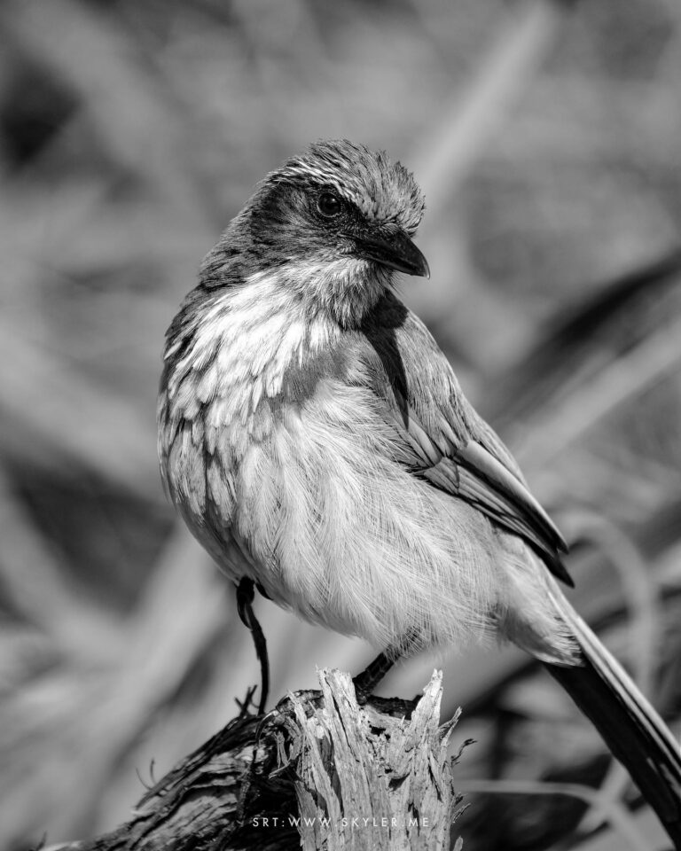 Scrub Jay and Western Bluebird