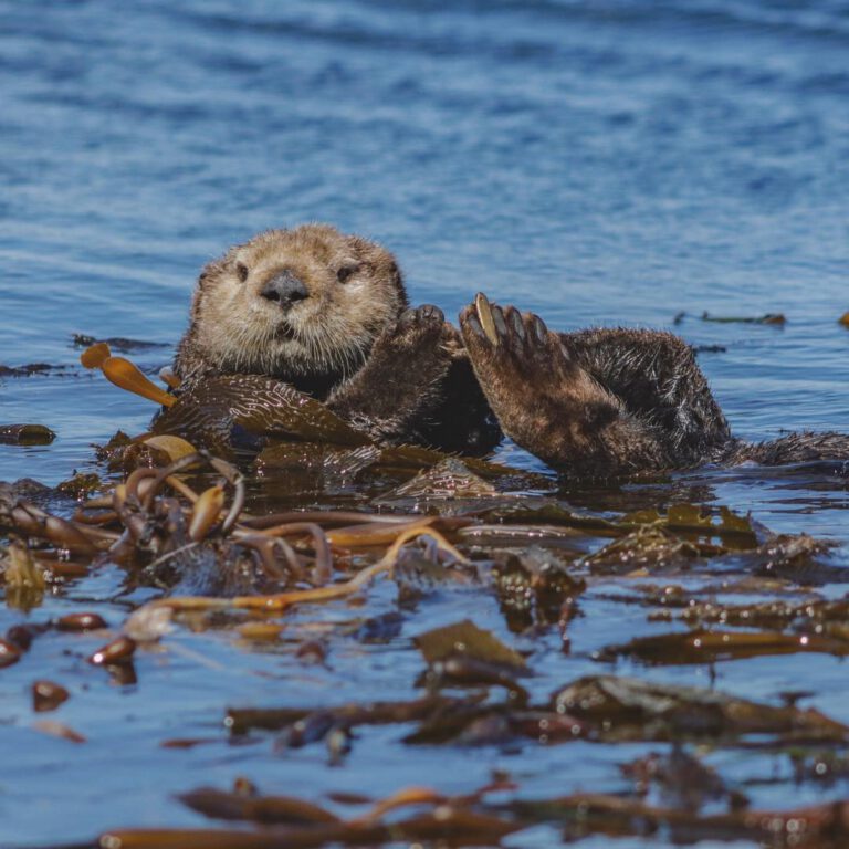 Kayaking in Monterey