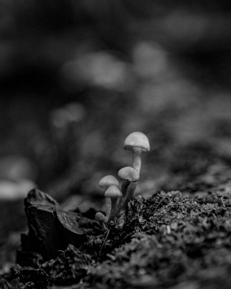 Bûche de Noël spotted on our post-Xmas hike