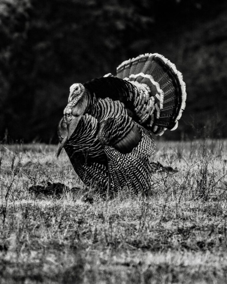 Wild Turkey