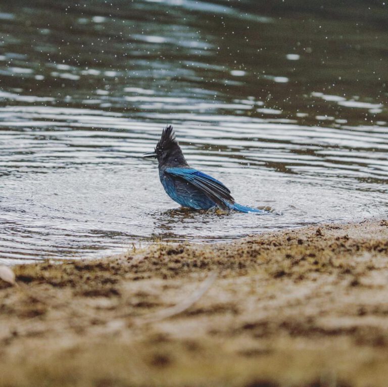 Bird bath