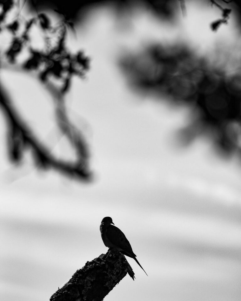 I’ll Fly Away