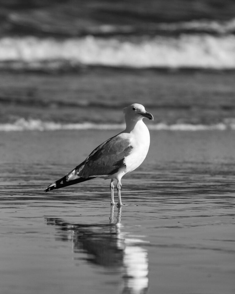 Beach bum