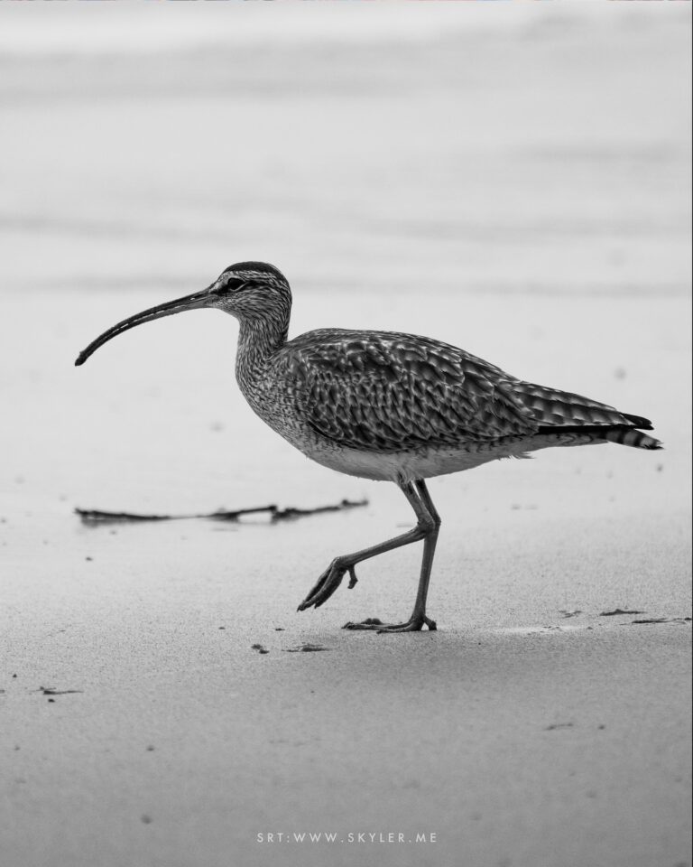 Whimbrel in Santa Barbara