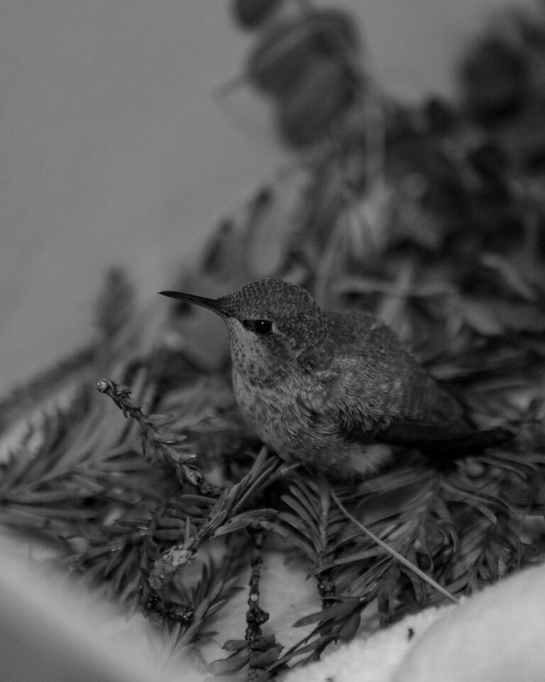 Rescuing a Hummingbird
