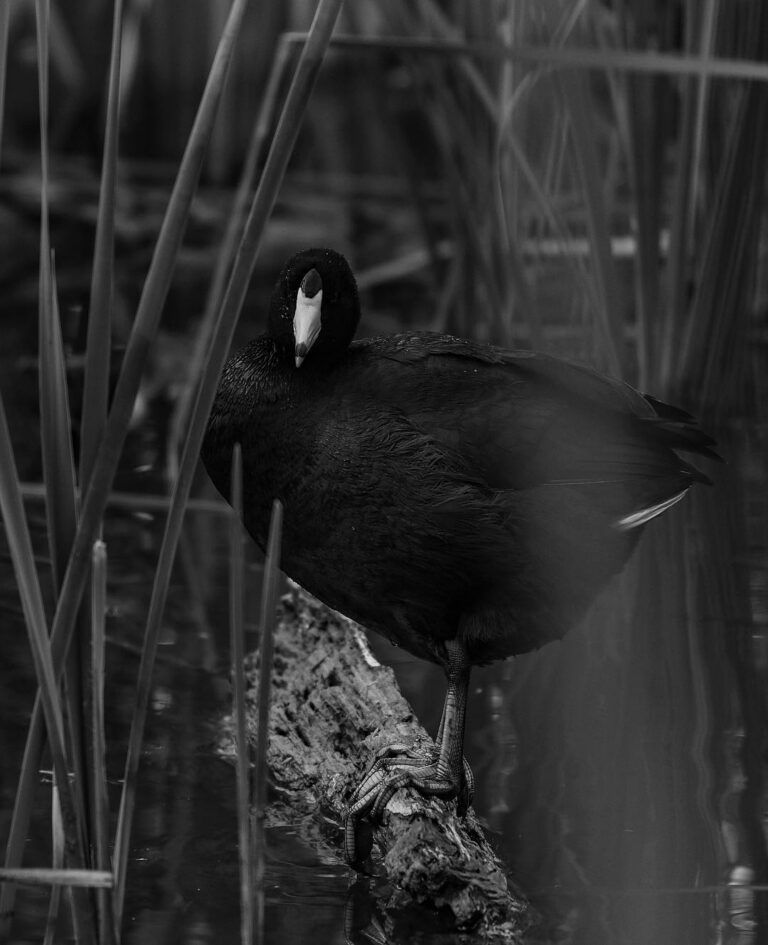 Mud hen (American Coot) at Sandy Wool Lake