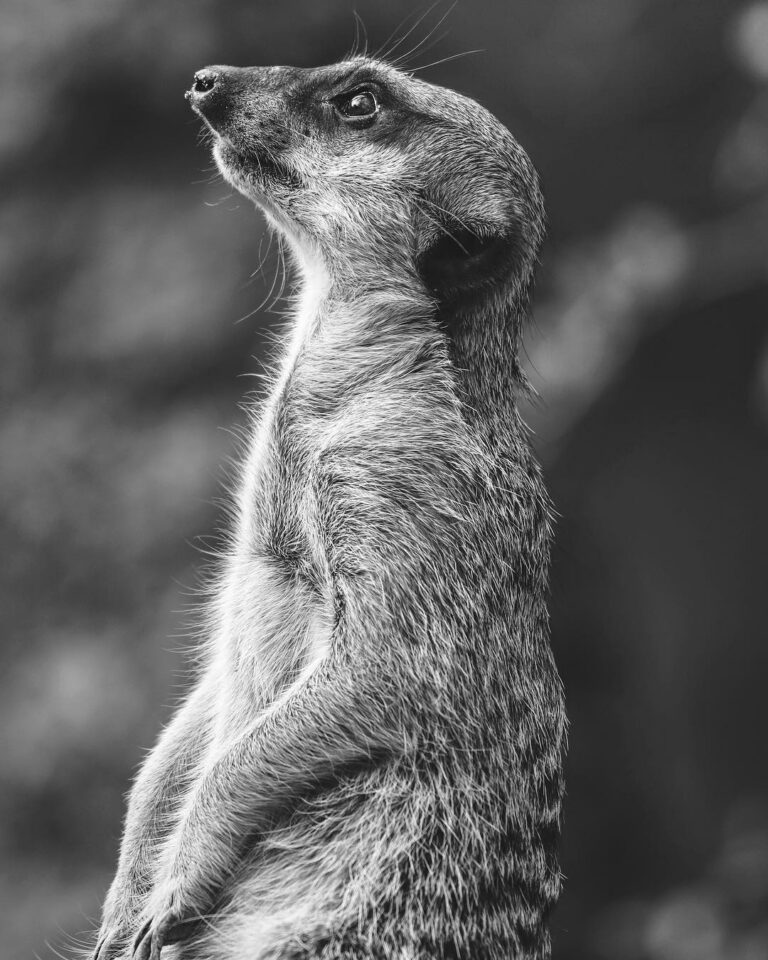 Meerkat, the classiest mongoose
