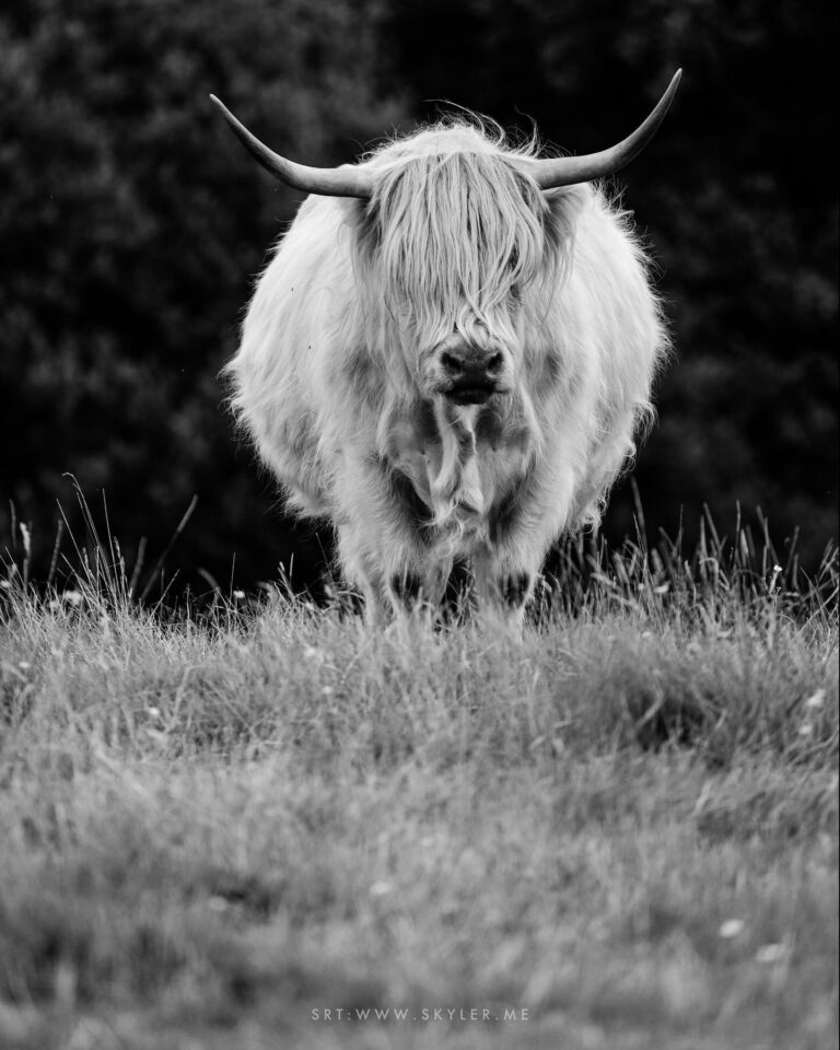 Highland Cows
