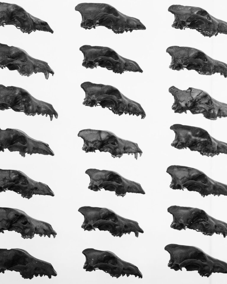 Dire Wolf Skulls at La Brea Tarpits