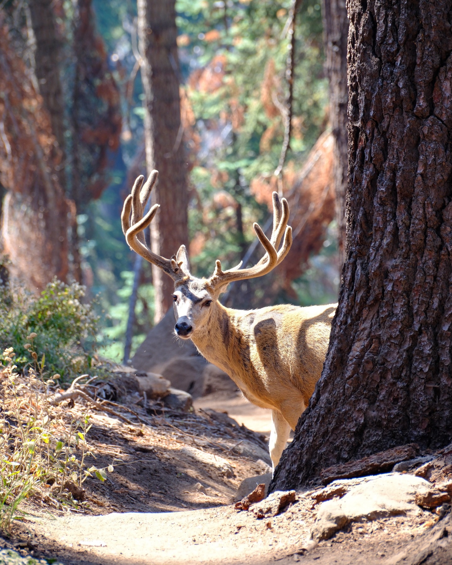 Wildlife of the Tablelands