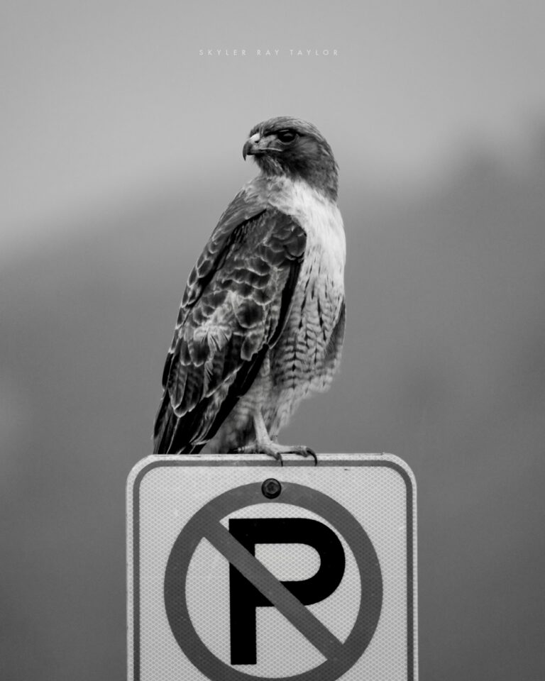 Red-tailed Hawk at Half Moon Bay