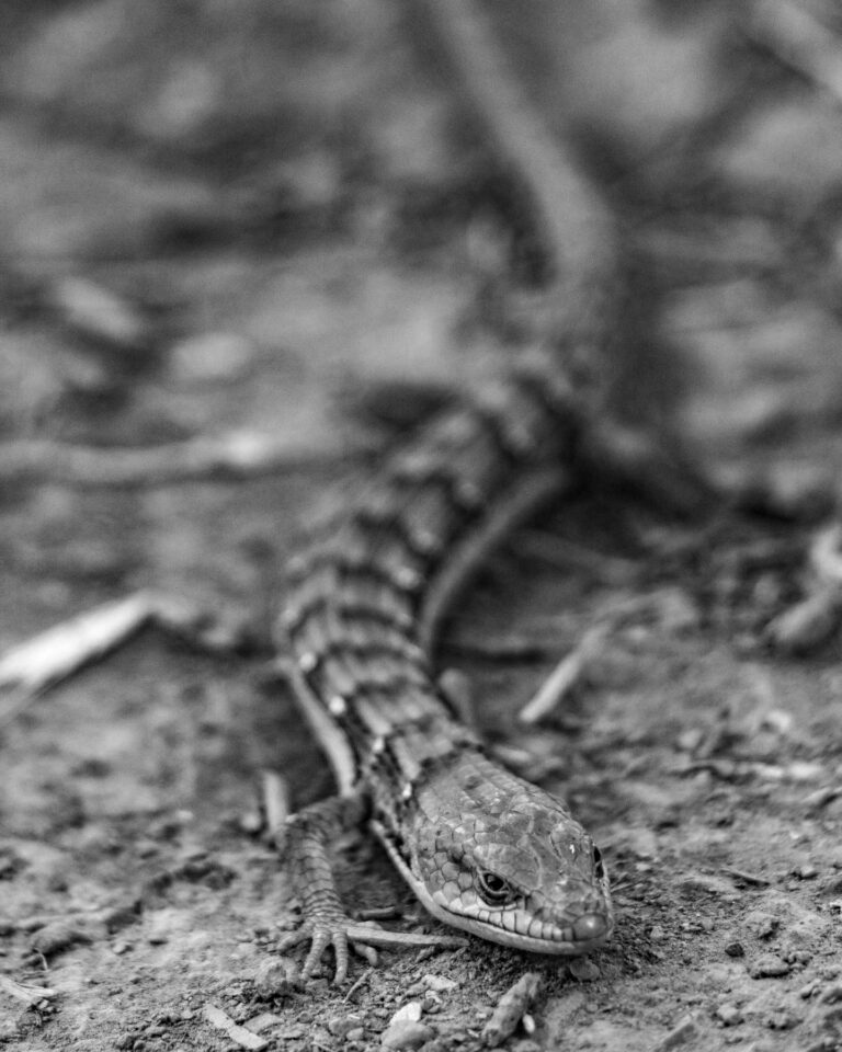 California Alligator Lizard