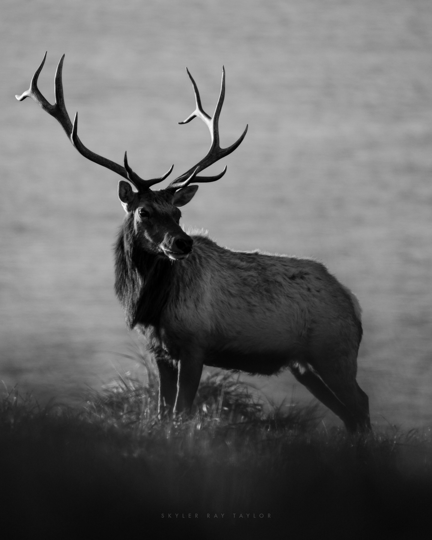 Tule Elk at Point Reyes